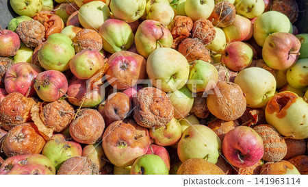 Fallen rotten organic apples collected in an orchard, selective focus. Fallen rotten organic apples collected in an orchard, selective focus. 141963114