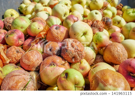 Fallen rotten organic apples collected in an orchard, selective focus. Fallen rotten organic apples collected in an orchard, selective focus. 141963115