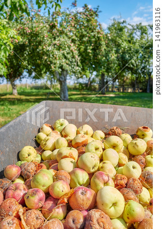 Fallen rotten organic apples collected in an orchard, selective focus. Fallen rotten organic apples collected in an orchard, selective focus. 141963116