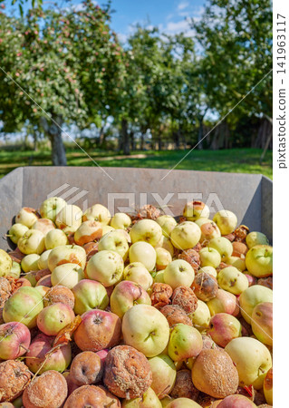 Fallen rotten organic apples collected in an orchard, selective focus. Fallen rotten organic apples collected in an orchard, selective focus. 141963117