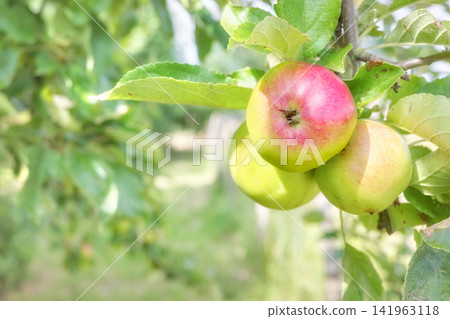 Organic apples on a tree in an orchard, selective focus. Organic apples on a tree in an orchard, selective focus. 141963118