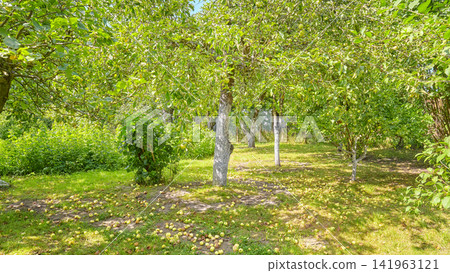 An old orchard with fallen apples on the ground. 141963121