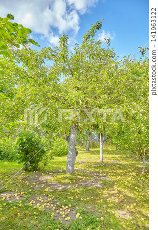 An old orchard with fallen apples on the ground. An old orchard with fallen apples on the ground. 141963122