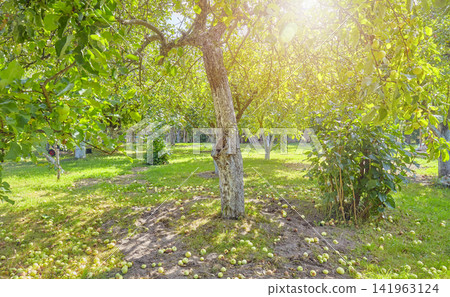 An old orchard with fallen apples on the ground. An old orchard with fallen apples on the ground. 141963124
