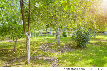 An old orchard with fallen apples on the ground. An old orchard with fallen apples on the ground. 141963126