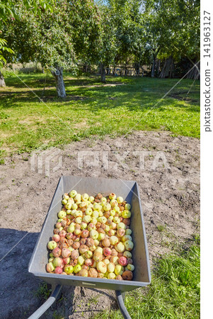 Fallen rotten organic apples in a wheelbarrow, selective focus. Fallen rotten organic apples in a wheelbarrow, selective focus. 141963127