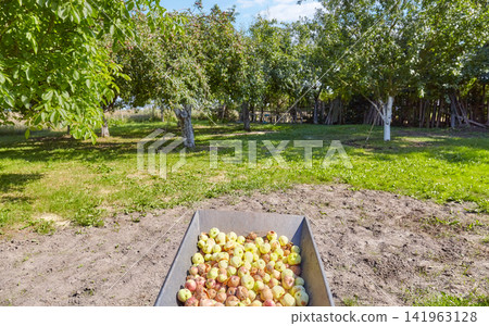 Fallen rotten organic apples in a wheelbarrow, selective focus. Fallen rotten organic apples in a wheelbarrow, selective focus. 141963128