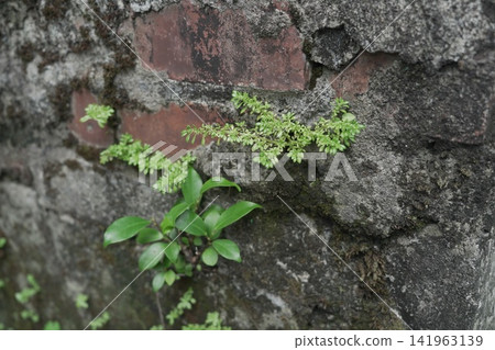 Green Green 141963139