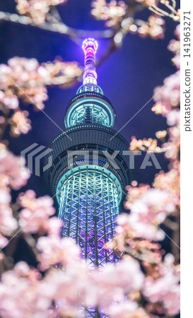 東京天空樹和夜櫻花 東京天空樹和夜櫻花 141963271