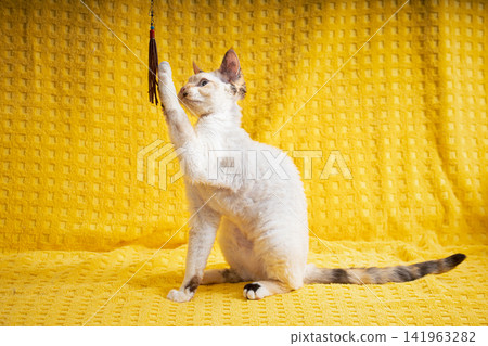 Devon Rex Kitten Kitty Playing With Feather Toy. Short-haired Cat Of English Breed On Yellow Plaid Background. Shorthair Pet Cat. Devon Rex Kitten Kitty Playing With Feather Toy. Short-haired Cat Of English Breed On Yellow Plaid Background. Shorthair Pet Cat. 141963282