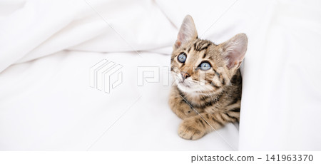 Close up portrait of cute Bengal kitten with big blue eyes lying on white sheets Close up portrait of cute Bengal kitten with big blue eyes lying on white sheets 141963370