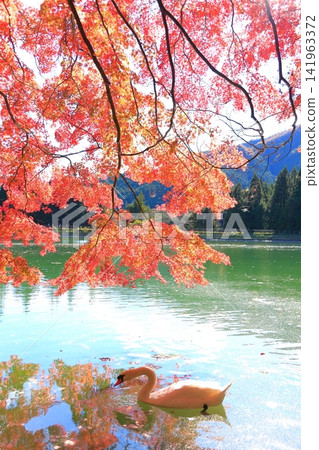 【南阿爾卑斯山脈,山梨縣】稻長湖的秋葉與天鵝 【南阿爾卑斯山脈,山梨縣】稻長湖的秋葉與天鵝 141963372
