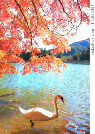 [Southern Alps, Yamanashi Prefecture] Autumn leaves and swans at Lake Inagako 141963397
