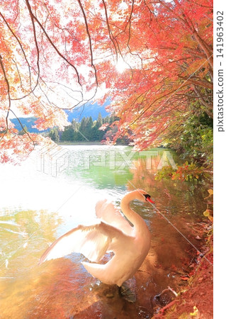 [Southern Alps, Yamanashi Prefecture] Autumn leaves and swans at Lake Inagako 141963402