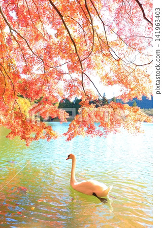 [Southern Alps, Yamanashi Prefecture] Autumn leaves and swans at Lake Inagako 141963403