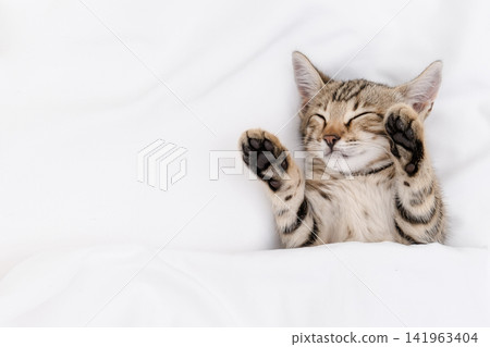 Cute Bengal kitten sleeping on its back in white bed with paws up, copy space 141963404