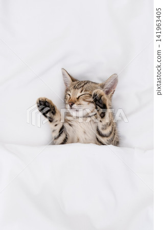 Adorable spotted tabby kitten taking a nap under blanket, copy space Adorable spotted tabby kitten taking a nap under blanket, copy space 141963405