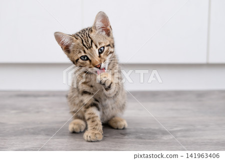 Cute Bengal kitten licking its paw after eating on the floor 141963406