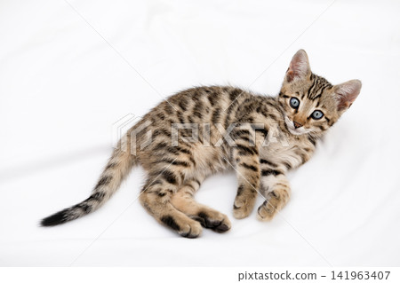 Close up portrait of cute Bengal kitten with big blue eyes lying on white sheets 141963407