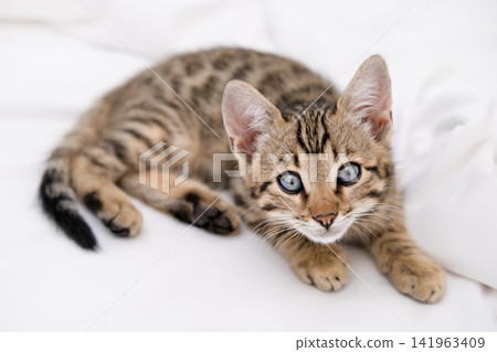 Close up portrait of cute Bengal kitten with big blue eyes lying on white sheets 141963409