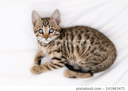 Close up portrait of cute Bengal kitten with big blue eyes lying on white sheets 141963471