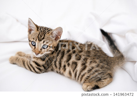 Close up portrait of cute Bengal kitten with big blue eyes lying on white sheets Close up portrait of cute Bengal kitten with big blue eyes lying on white sheets 141963472