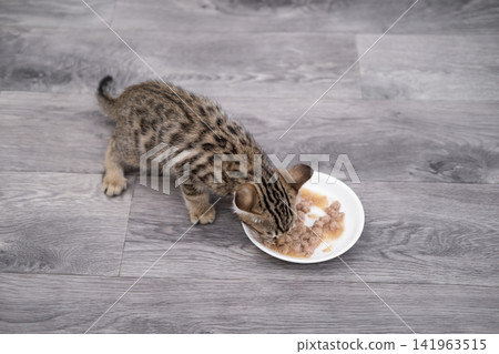 Small domestic cat or kitten eating food from a plate, side view 141963515
