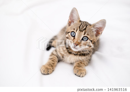 Close up portrait of cute Bengal kitten with big blue eyes lying on white sheets 141963516