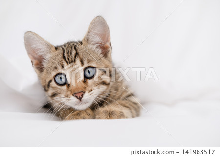 Close up portrait of cute Bengal kitten with big blue eyes lying on white sheets 141963517