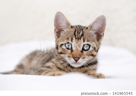 Close up portrait of cute Bengal kitten with big blue eyes lying on white sheets Close up portrait of cute Bengal kitten with big blue eyes lying on white sheets 141963545