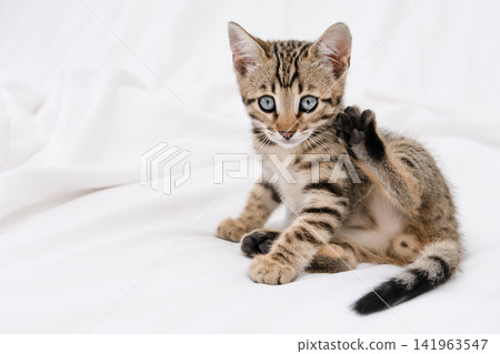Cute Bengal kitten raising its paw and looking at camera, waving hello concept 141963547