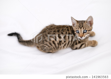 Close up portrait of cute Bengal kitten with big blue eyes lying on white sheets Close up portrait of cute Bengal kitten with big blue eyes lying on white sheets 141963563