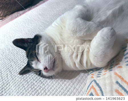 Adorable cat with soft, fluffy fur and bright, curious eyes. A symbol of elegance and purity, perfect for pet lovers and feline enthusiasts. Playful, gentle, and irresistibly cute! 141963623