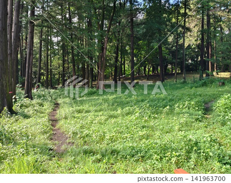 神奈川縣大和市泉之森公園:山谷溪流、森林、水庫、橋樑、水車、引吉川、水源、特殊綠地保護。 神奈川縣大和市泉之森公園:山谷溪流、森林、水庫、橋樑、水車、引吉川、水源、特殊綠地保護。 141963700