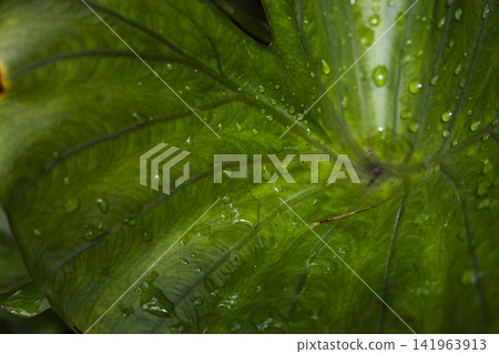 Large Green Taro Leaves Growing In The Garden Large Green Taro Leaves Growing In The Garden 141963913