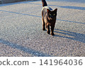 Black Cat Walking on Asphalt Road. 141964036