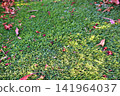 Red and Pink Leaves Scattered on Green Lawn. 141964037