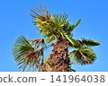 Palm Tree with Fan-Shaped Leaves Against Blue Sky. 141964038