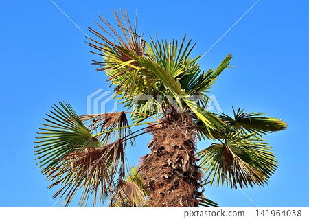 Palm Tree with Fan-Shaped Leaves Against Blue Sky. Palm Tree with Fan-Shaped Leaves Against Blue Sky. 141964038