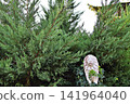 White Lion Statue in Lush Green Garden. 141964040