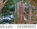 Sunlit Dense Forest with Tall Tree Trunks and Vines. 141964041