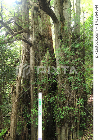 利府城遺址(宮城縣利府町)的大銀杏樹 利府城遺址(宮城縣利府町)的大銀杏樹 141964044