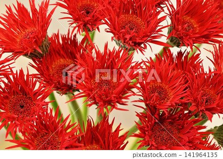 紅色非洲菊 紅色非洲菊 141964135