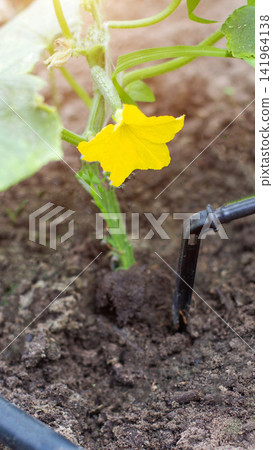 Young cucumber plant with vibrant yellow flower and small developing fruit, illuminated by warm sunlight, growing in rich soil alongside drip irrigation system, vertical photo Young cucumber plant with vibrant yellow flower and small developing fruit, illuminated by warm sunlight, growing in rich soil alongside drip irrigation system, vertical photo 141964138