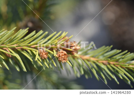 Norway spruce Acrocona branch with cone buds Norway spruce Acrocona branch with cone buds 141964280