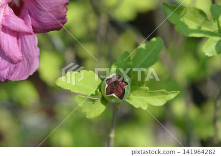 Rose of sharon Magenta chiffon young flower bud 141964282