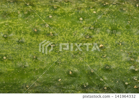 Macro texture of green gherkin cucumber skin Macro texture of green gherkin cucumber skin 141964332
