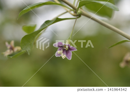Goji berry blooming purple flower on branch Goji berry blooming purple flower on branch 141964342