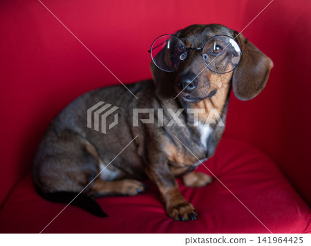 cute dachshund dog with glasses on a red background cute dachshund dog with glasses on a red background 141964425