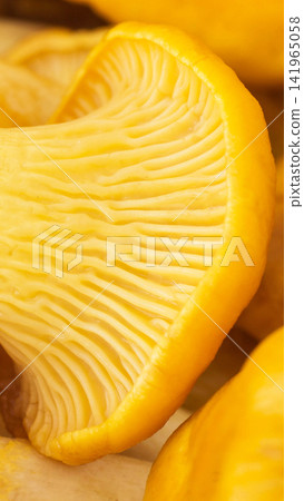 Close-up view of fresh yellow chanterelle mushroom, showing distinct, wavy, gill-like ridges on underside, displaying natural texture and vibrant orange-yellow color vertical photo 141965058